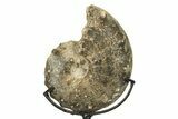 Cretaceous Ammonite (Mammites) Fossil with Metal Stand - Morocco #274599-2
